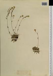 Draba, Siberia, Chukotka & Kamchatka (S7) (Russia)