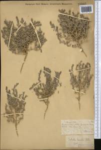 Climacoptera lanata (Pall.) Botsch., Middle Asia, Muyunkumy, Balkhash & Betpak-Dala (M9) (Kazakhstan)