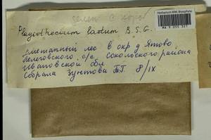 Plagiothecium laetum Schimp., Bryophytes, Bryophytes - Middle Russia (B6) (Russia)