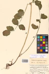 Cardamine yezoensis Maxim., Siberia, Russian Far East (S6) (Russia)