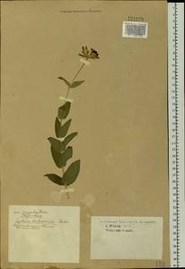 Silene chalcedonica (L.) E. H. L. Krause, Siberia, Western Siberia (S1) (Russia)