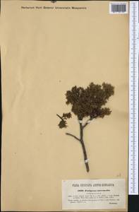 Juniperus communis L., Western Europe (EUR) (Austria)