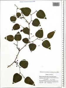 Smilax excelsa L., Caucasus, Krasnodar Krai & Adygea (K1a) (Russia)