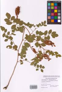 Glycyrrhiza uralensis Fisch. ex DC., Eastern Europe, Lower Volga region (E9) (Russia)