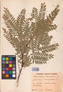 Gleditsia triacanthos L., Eastern Europe, Lower Volga region (E9) (Russia)