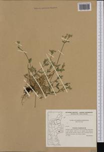 Cerastium holosteoides Fries emend. Hyl., Western Europe (EUR) (Denmark)