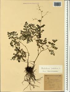 Thalictrum foetidum L., Caucasus, Stavropol Krai, Karachay-Cherkessia & Kabardino-Balkaria (K1b) (Russia)