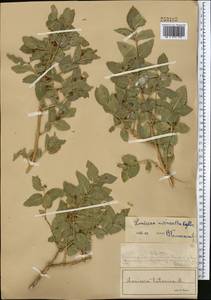 Lonicera tatarica L., Middle Asia, Muyunkumy, Balkhash & Betpak-Dala (M9) (Kazakhstan)