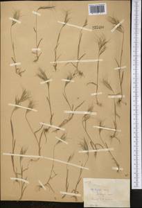 Bromus oxyodon Schrenk, Middle Asia, Western Tian Shan & Karatau (M3) (Kazakhstan)