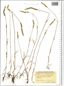 Phleum paniculatum Huds., Caucasus, Georgia (K4) (Georgia)