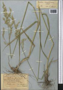 Festuca arundinacea Schreb. , nom. cons., Middle Asia, Northern & Central Tian Shan (M4) (Kazakhstan)