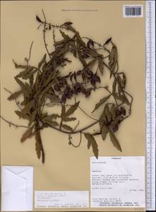 Paullinia pinnata L., America (AMER) (Paraguay)