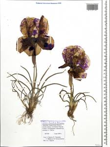 Iris iberica subsp. lycotis (Woronow) Takht., Caucasus, Armenia (K5) (Armenia)