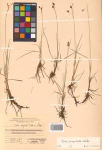 Carex magellanica subsp. irrigua (Wahlenb.) Hiitonen, Siberia, Chukotka & Kamchatka (S7) (Russia)