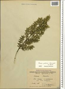 Ruscus aculeatus L., Caucasus, Abkhazia (K4a) (Abkhazia)