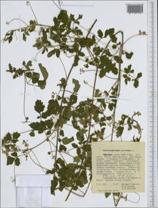 Cardiospermum corindum L., Africa (AFR) (Ethiopia)