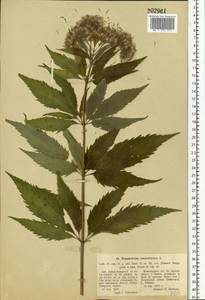 Eupatorium cannabinum L., Eastern Europe, Volga-Kama region (E7) (Russia)