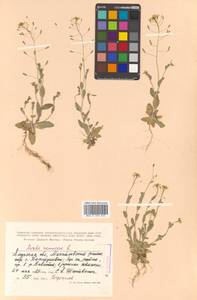 Draba nemorosa L., Siberia, Russian Far East (S6) (Russia)