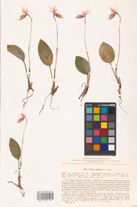 Calypso bulbosa (L.) Oakes, Eastern Europe, Northern region (E1) (Russia)