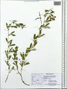 Lathyrus tuberosus L., Eastern Europe, North-Western region (E2) (Russia)