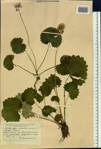 Micranthes manchuriensis (Engl.) Gornall & H. Ohba, Siberia, Russian Far East (S6) (Russia)