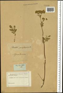 Potentilla conferta Bunge, Siberia (no precise locality) (S0) (Russia)