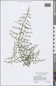 Asparagus acutifolius L., South Asia, South Asia (Asia outside ex-Soviet states and Mongolia) (ASIA) (Turkey)