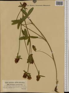 Trifolium ochroleucon Huds., Western Europe (EUR) (Austria)
