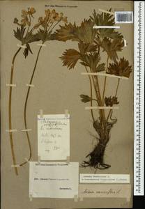 Anemonastrum narcissiflorum subsp. fasciculatum (L.) Raus, Caucasus, Georgia (K4) (Georgia)