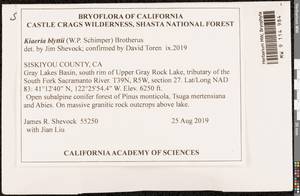 Arctoa blyttii (Bruch & Schimp.) Loeske, Bryophytes, Bryophytes - America (BAm) (United States)