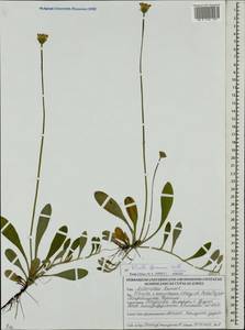 Pilosella officinarum Vaill., Eastern Europe, Belarus (E3a) (Belarus)