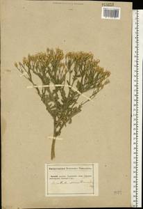 Klasea erucifolia (L.) Greuter & Wagenitz, Eastern Europe, South Ukrainian region (E12) (Ukraine)