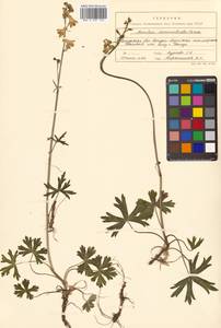 Aconitum ranunculoides subsp. ranunculoides, Siberia, Russian Far East (S6) (Russia)