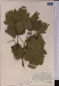 Vitis vinifera L., Middle Asia, Pamir & Pamiro-Alai (M2) (Tajikistan)