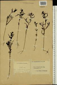 Melampyrum, Eastern Europe, Central forest region (E5) (Russia)