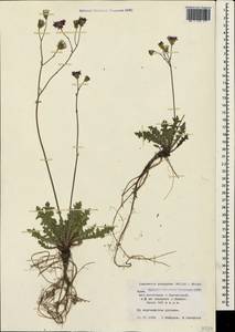 Crepis purpurea (Willd.) M. Bieb., Crimea (KRYM) (Russia)