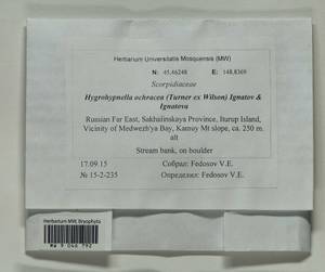 Hygrohypnella ochracea (Turner ex Wilson) Ignatov & Ignatova, Bryophytes, Bryophytes - Russian Far East (excl. Chukotka & Kamchatka) (B20) (Russia)