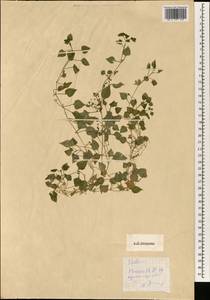 Stellaria, South Asia, South Asia (Asia outside ex-Soviet states and Mongolia) (ASIA) (Japan)