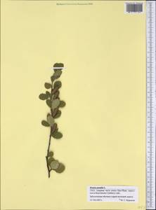 Betula pumila L., America (AMER) (United States)