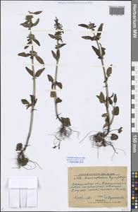 Dracocephalum thymiflorum L., Eastern Europe, North Ukrainian region (E11) (Ukraine)