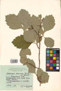 Crataegus dahurica (Dieck) Koehne, Siberia, Russian Far East (S6) (Russia)