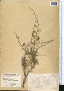 Convolvulus fruticosus Pall., Middle Asia, Kopet Dag, Badkhyz, Small & Great Balkhan (M1) (Turkmenistan)