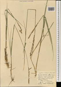 Leymus ramosus (K.Richt.) Tzvelev, Mongolia (MONG) (Mongolia)
