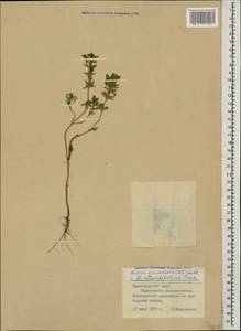Clinopodium graveolens subsp. rotundifolium (Pers.) Govaerts, Caucasus, Black Sea Shore (from Novorossiysk to Adler) (K3) (Russia)