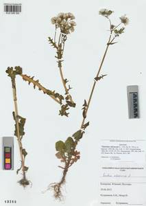 Sonchus oleraceus L., Siberia, Altai & Sayany Mountains (S2) (Russia)