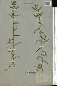 Achillea ptarmica subsp. ptarmica, Eastern Europe, Moscow region (E4a) (Russia)