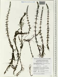 Hippuris tetraphylla L. fil., Eastern Europe, Northern region (E1) (Russia)