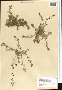 Eutrema altaicum (C. A. Mey.) Al-Shehbaz & Warwick, Middle Asia, Northern & Central Tian Shan (M4) (Kyrgyzstan)