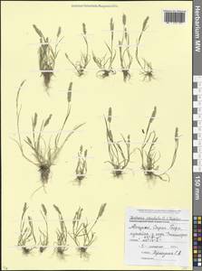 Rostraria cristata (L.) Tzvelev, Caucasus, Abkhazia (K4a) (Abkhazia)