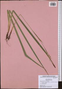 Carex pilosa Scop., Eastern Europe, Central region (E4) (Russia)